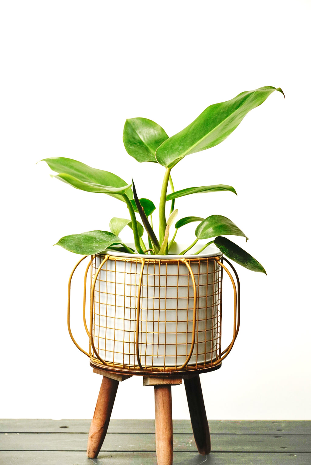 Maceta decorativa