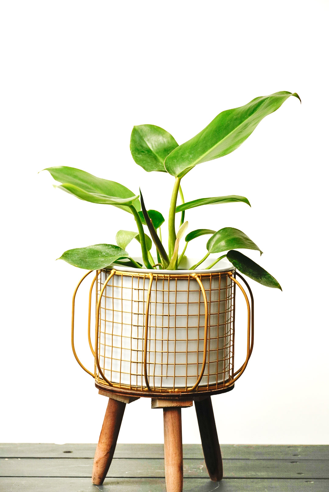 Maceta decorativa