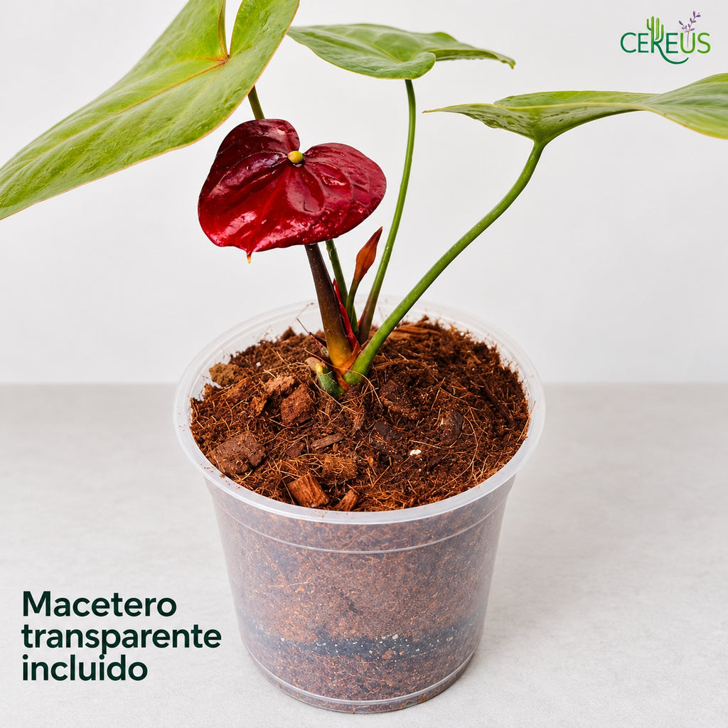 Anturio con macetero transparente — Rojo y Burdeos