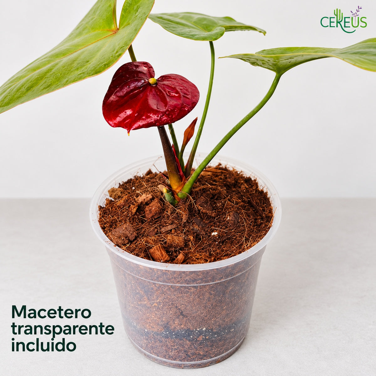 Anturio con macetero transparente — Rojo y Burdeos