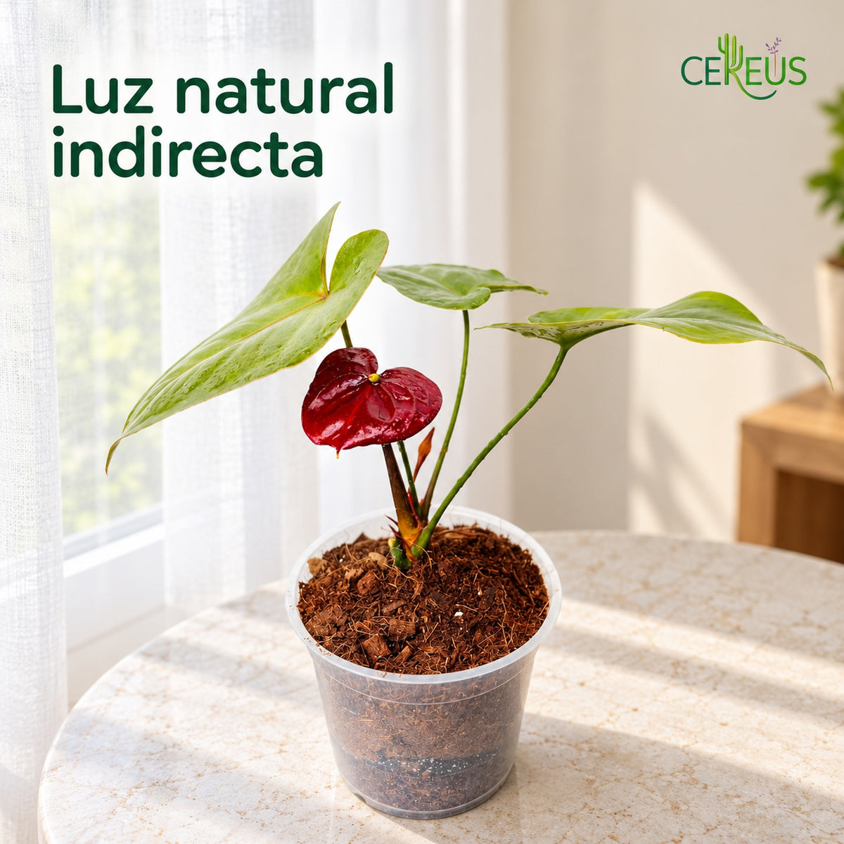 Anturio con macetero transparente — Rojo y Burdeos