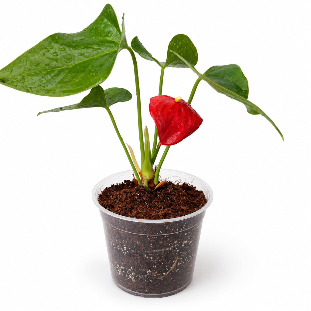 Anturio con macetero transparente — Rojo y Burdeos