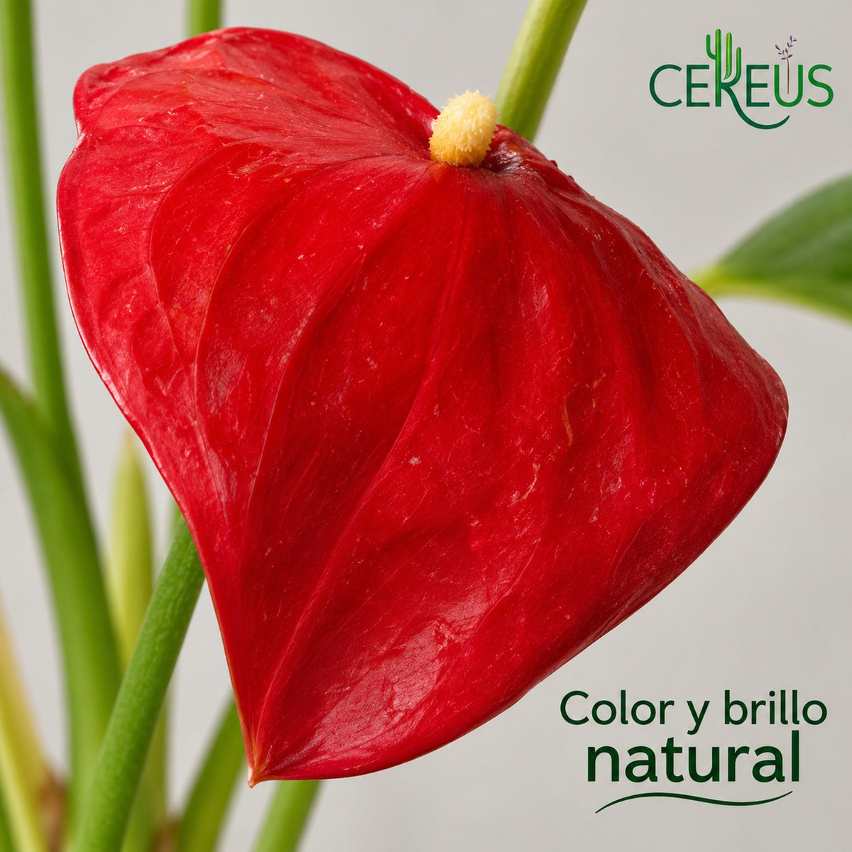 Anturio con macetero transparente — Rojo y Burdeos
