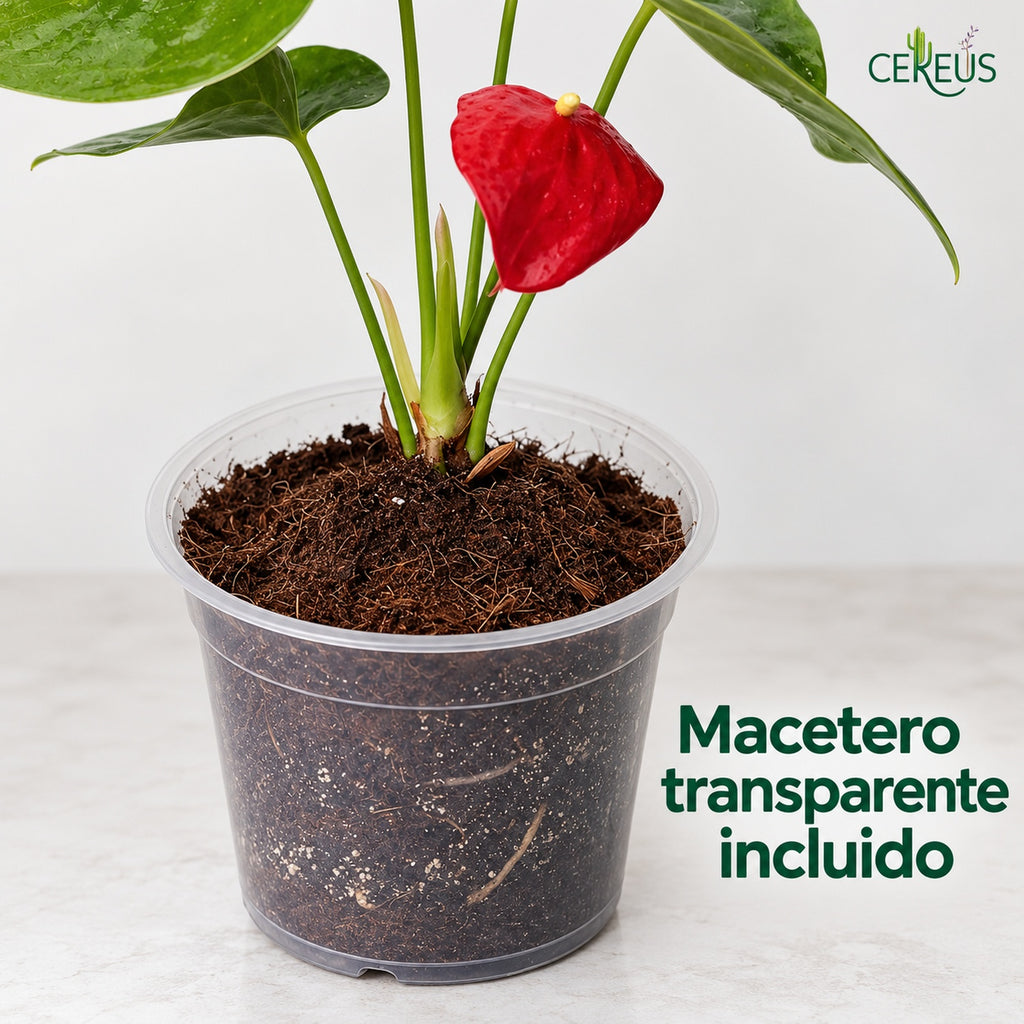 Anturio con macetero transparente — Rojo y Burdeos