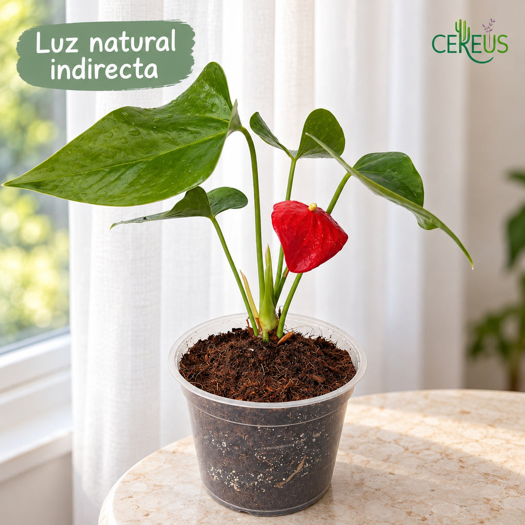 Anturio con macetero transparente — Rojo y Burdeos