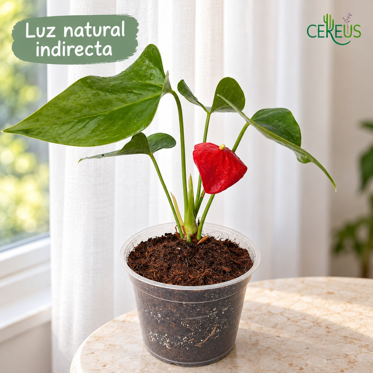 Anturio con macetero transparente — Rojo y Burdeos