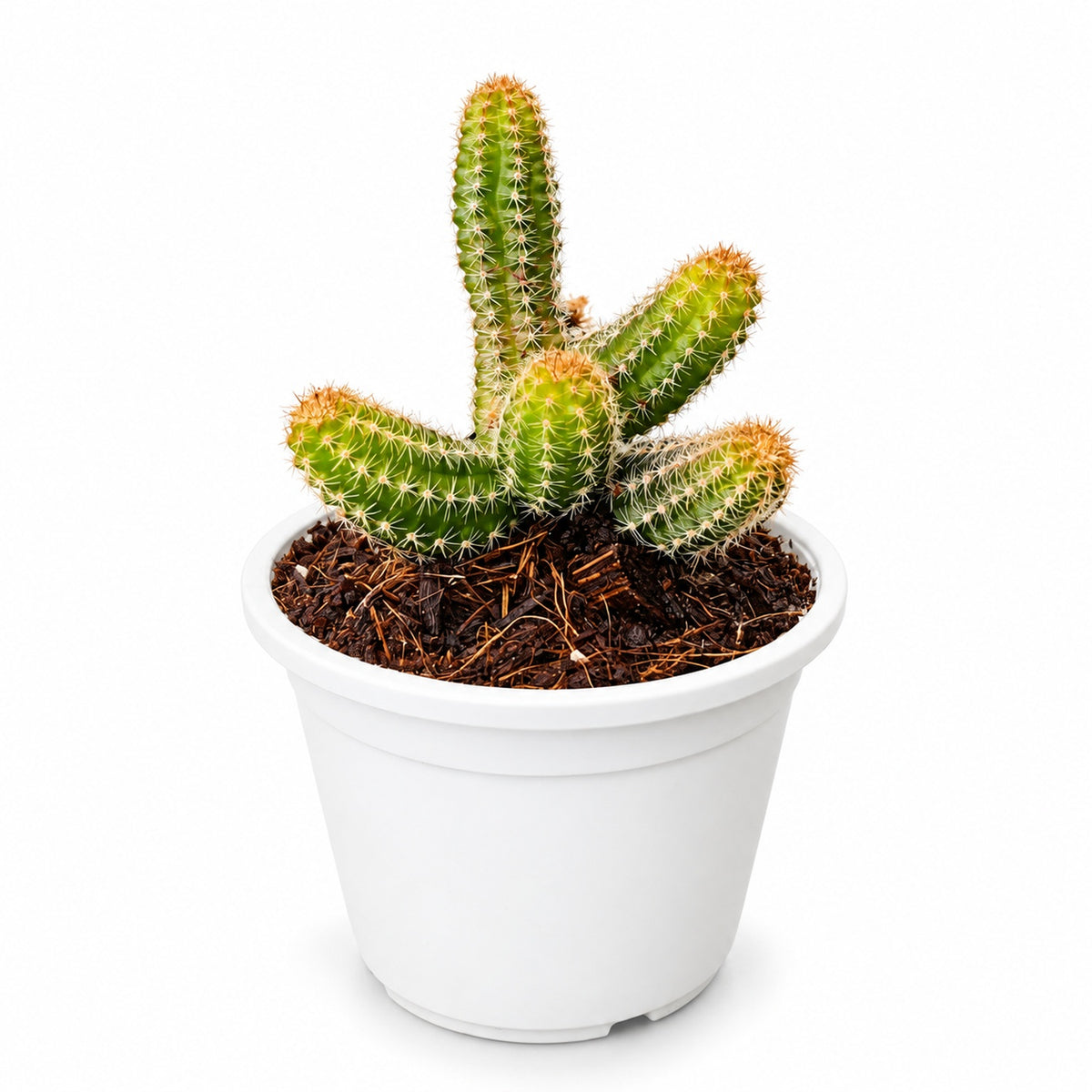 Cactus dedos de dama con macetero blanco