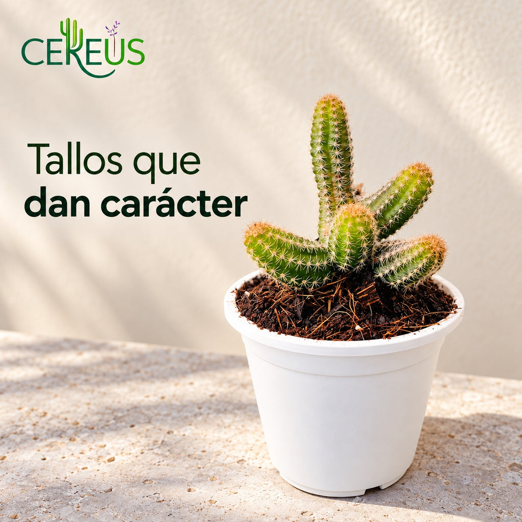 Cactus dedos de dama con macetero blanco
