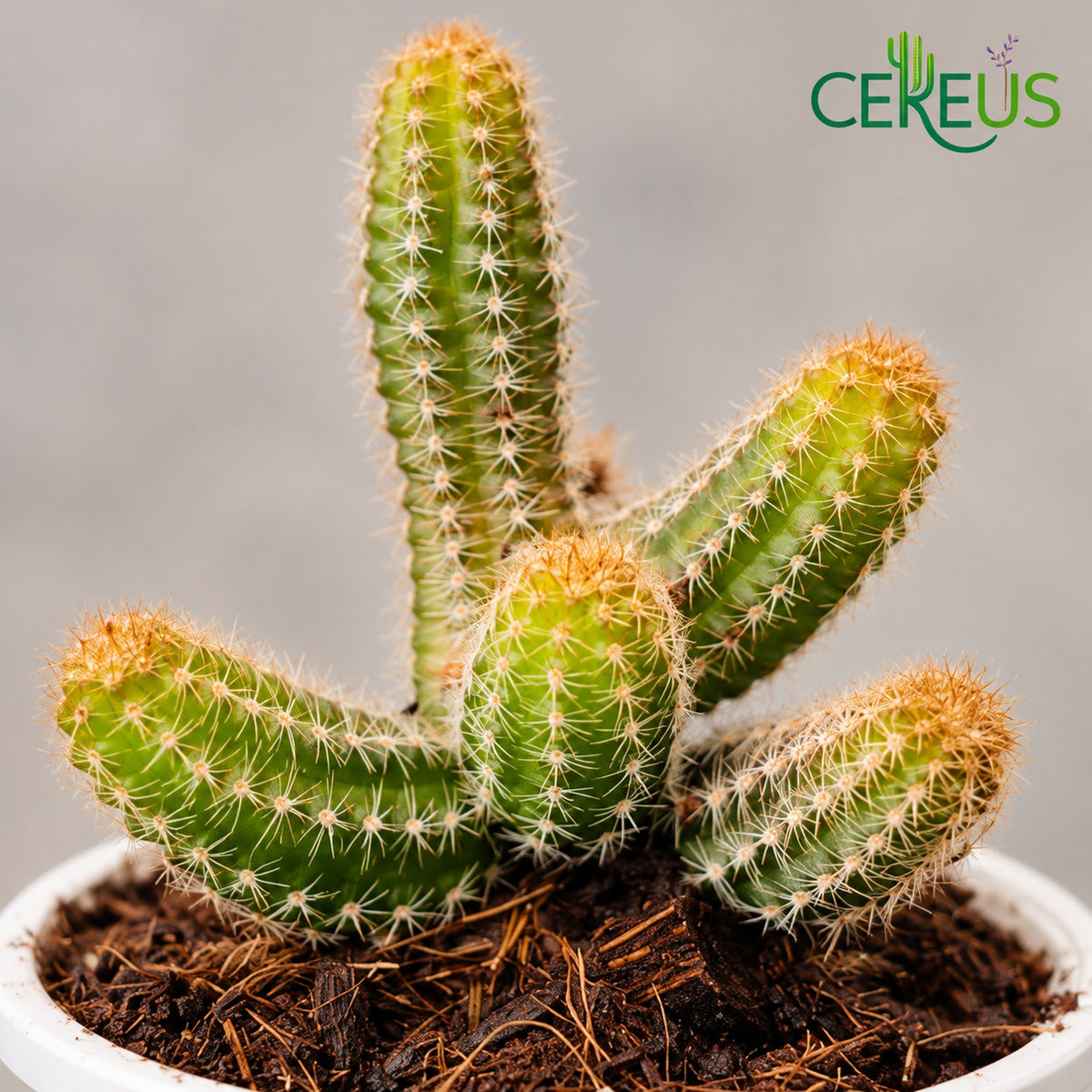 Cactus dedos de dama con macetero blanco