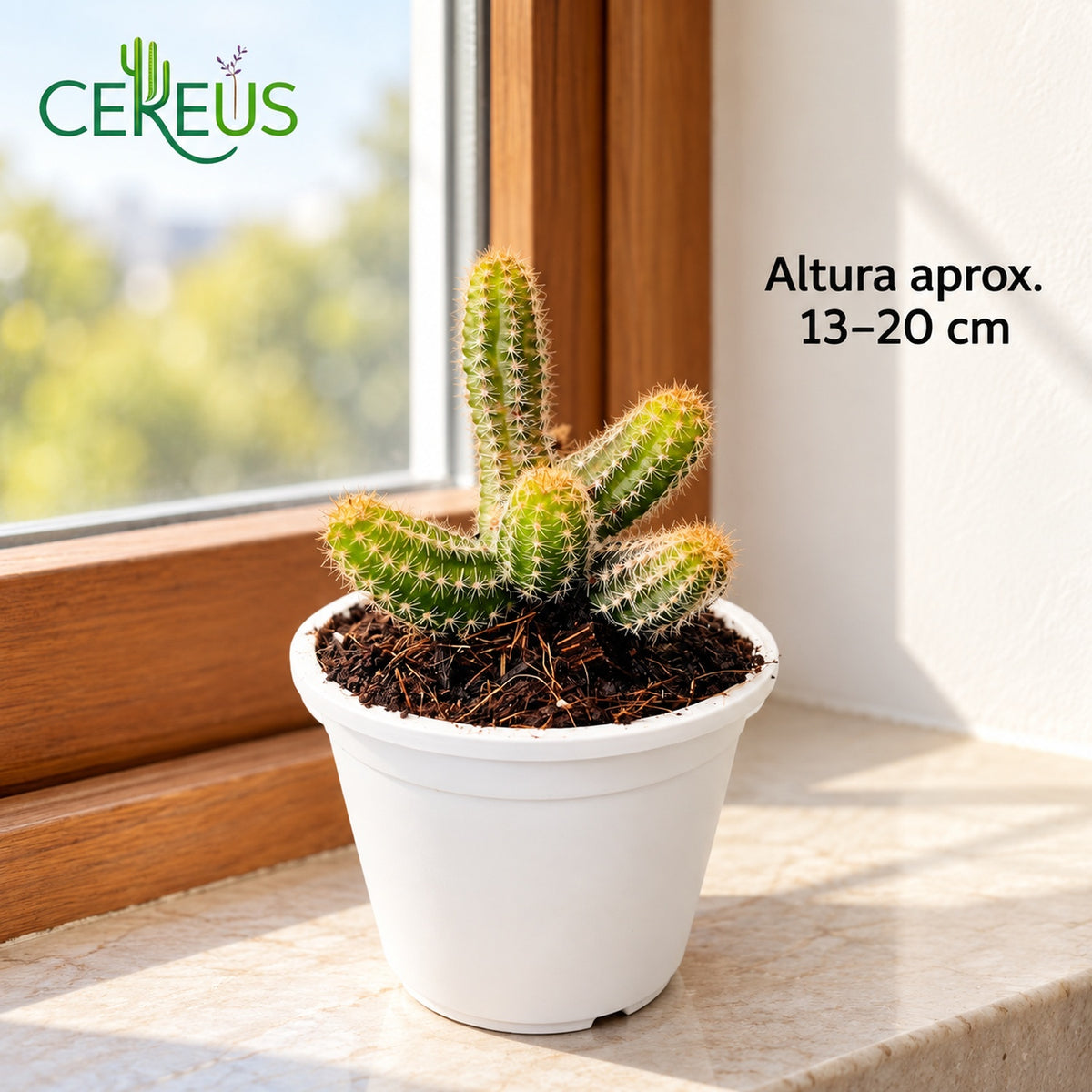 Cactus dedos de dama con macetero blanco