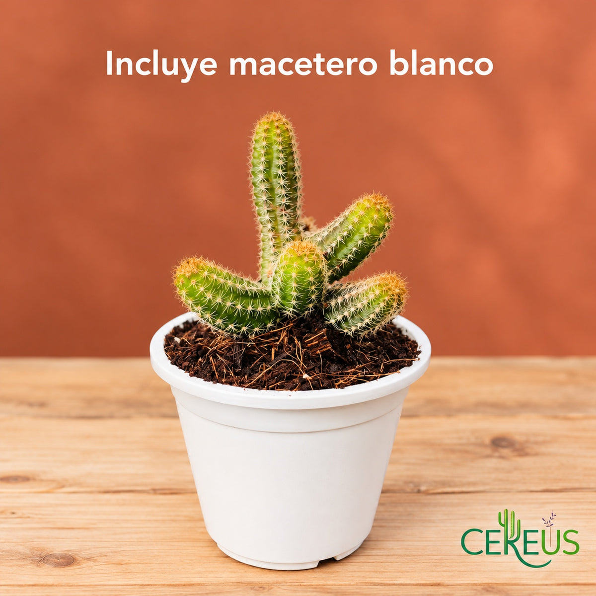 Cactus dedos de dama con macetero blanco