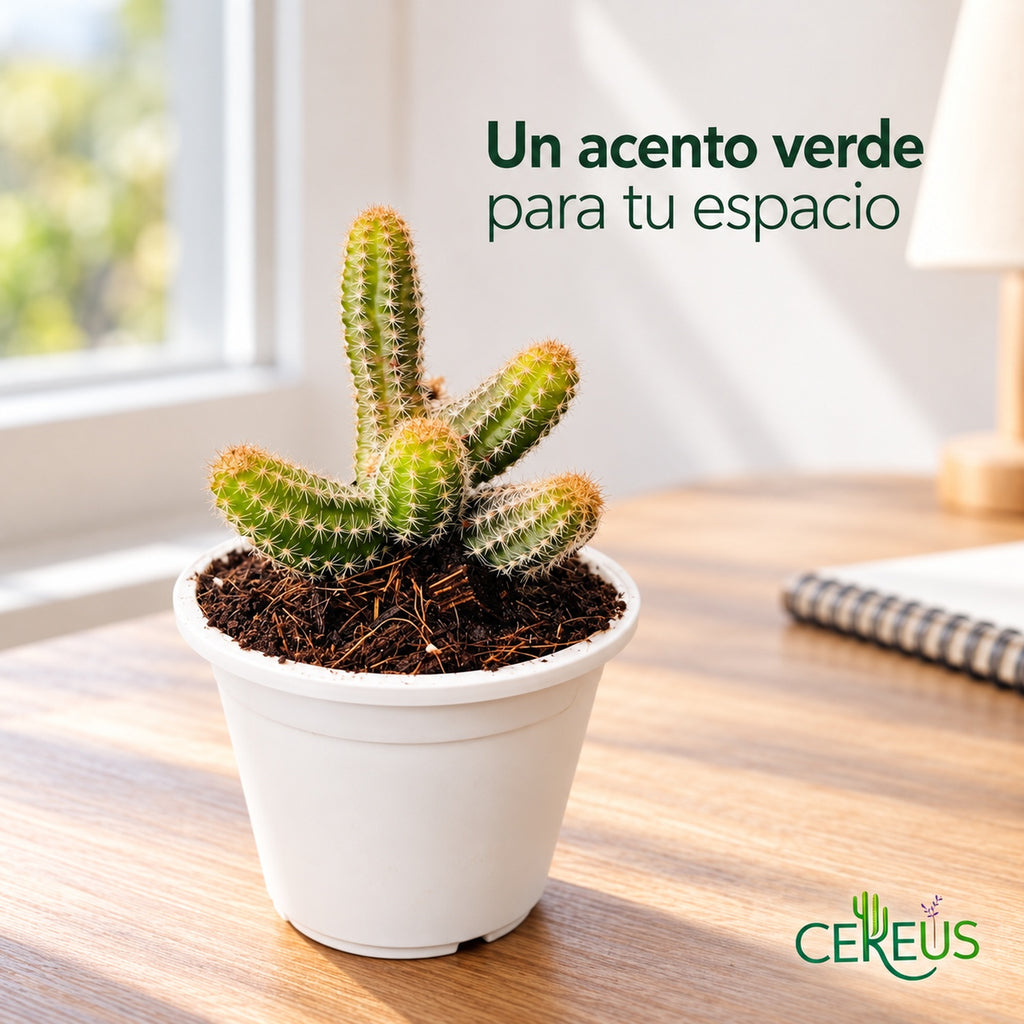 Cactus dedos de dama con macetero blanco