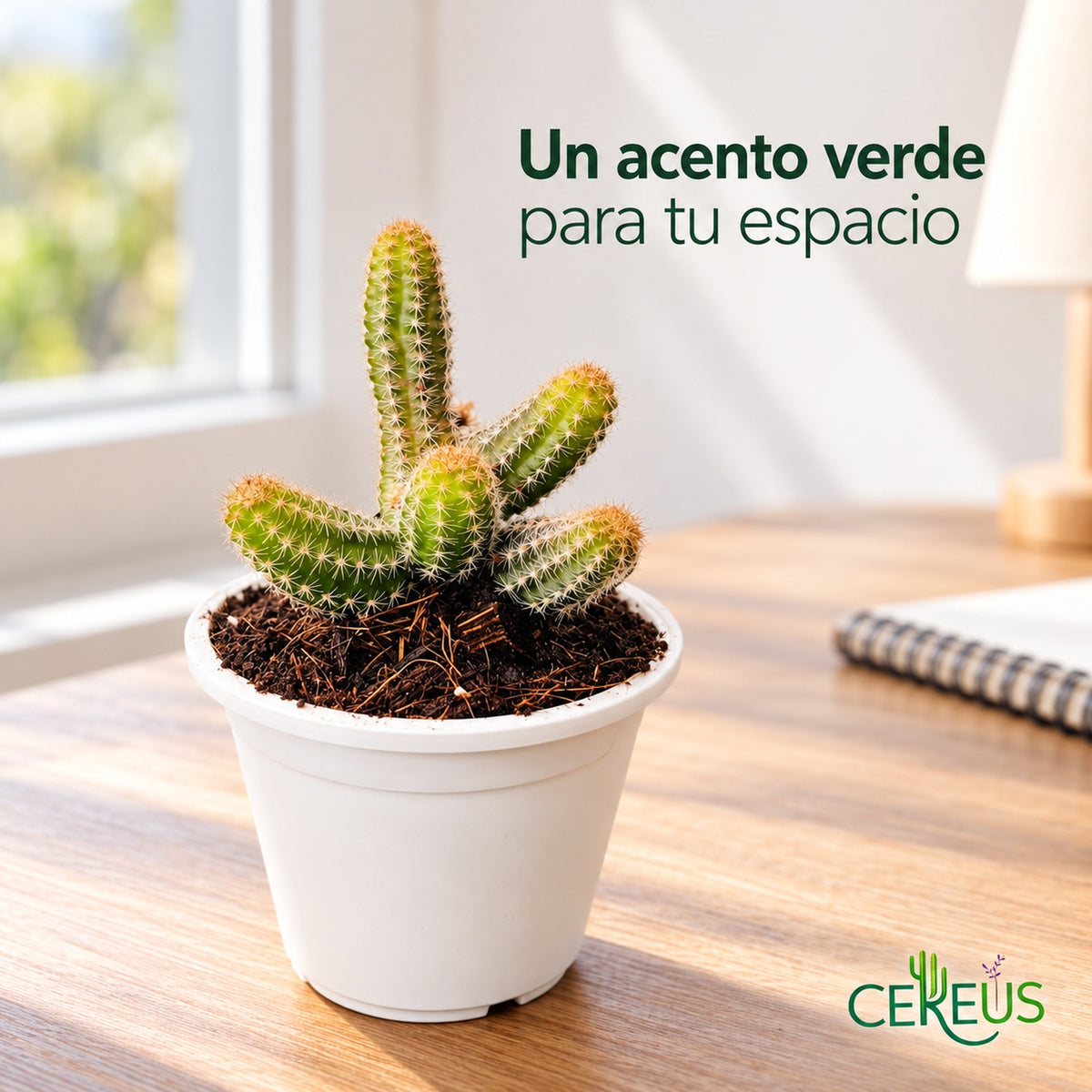 Cactus dedos de dama con macetero blanco