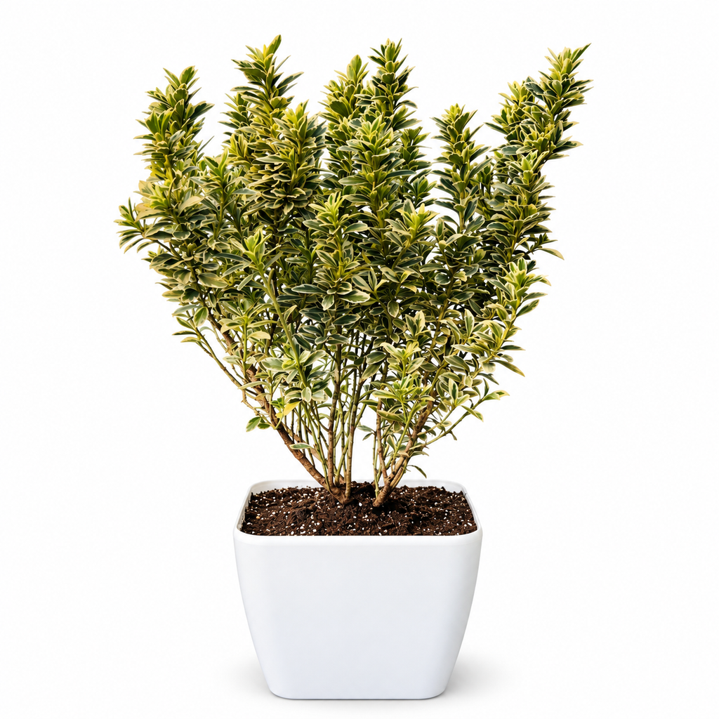 Evónimo variegado con macetero