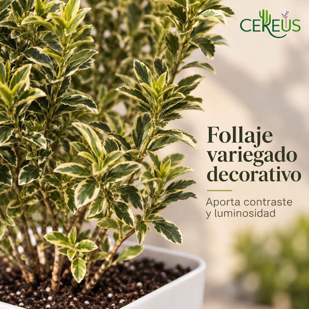 Evónimo variegado con macetero