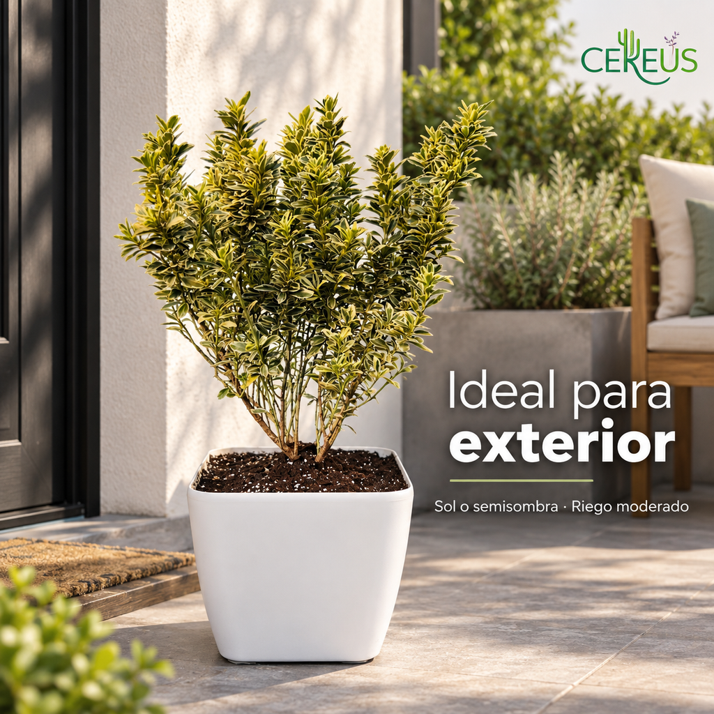 Evónimo variegado con macetero