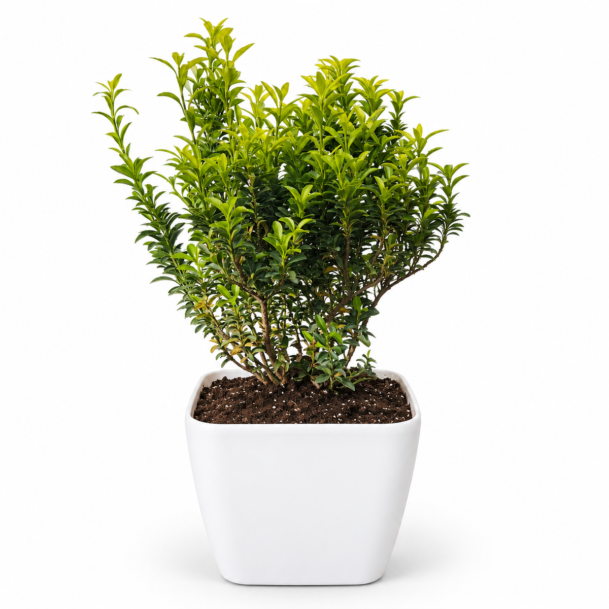 Evónimo Verde con Macetero 50 a 60 cm