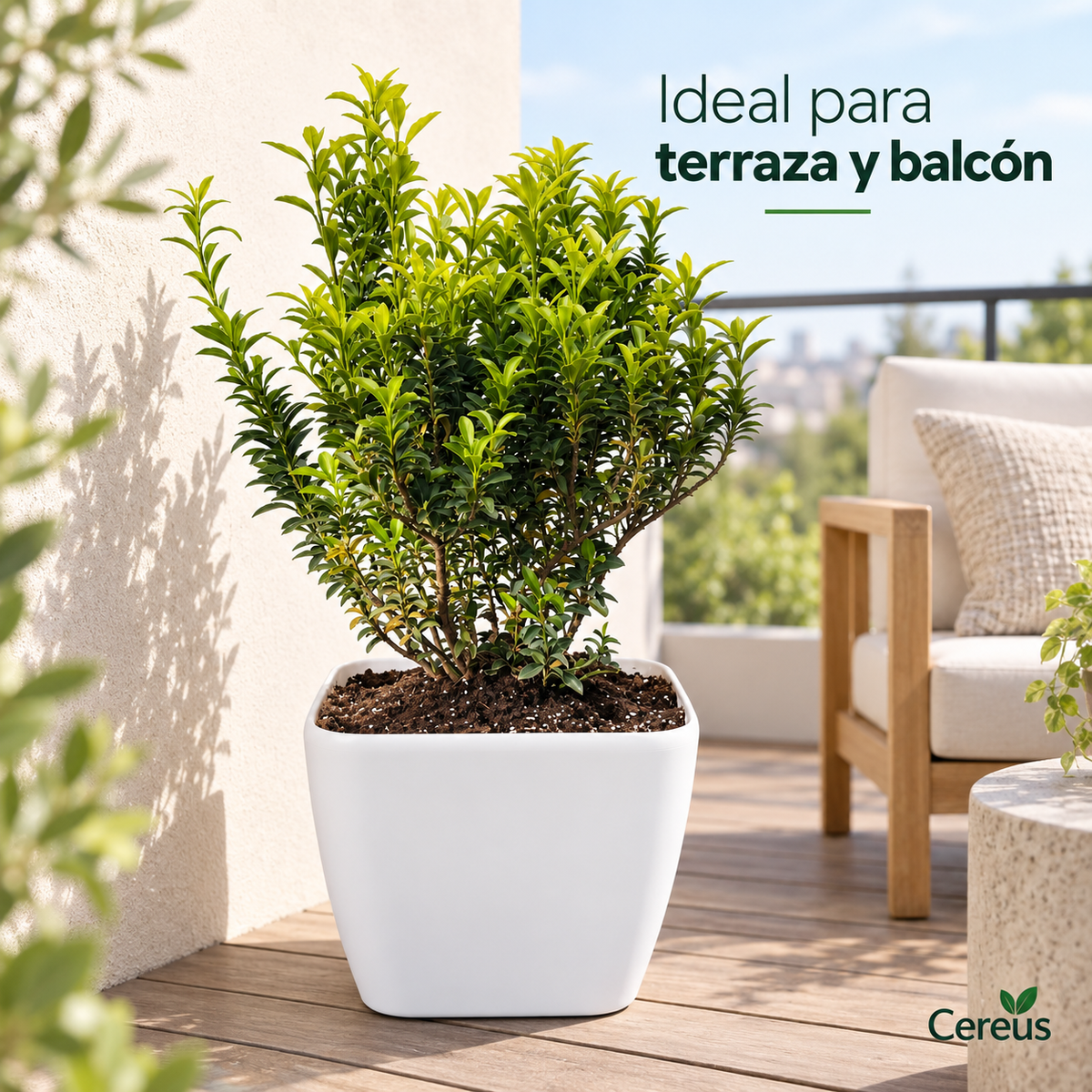 Evónimo Verde con Macetero 50 a 60 cm