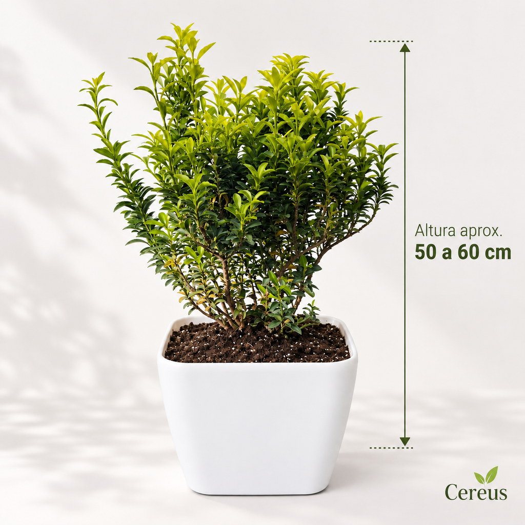 Evónimo Verde con Macetero 50 a 60 cm