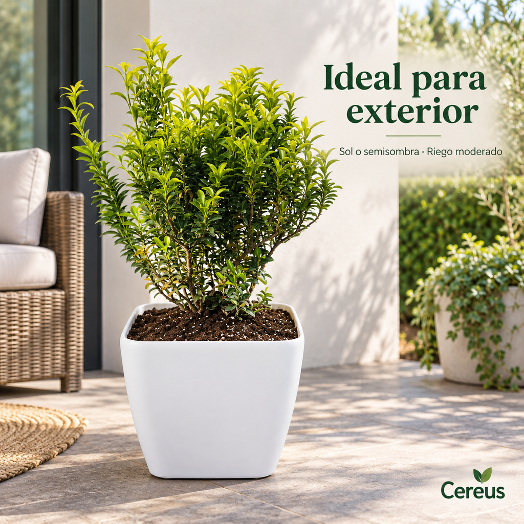 Evónimo Verde con Macetero 50 a 60 cm