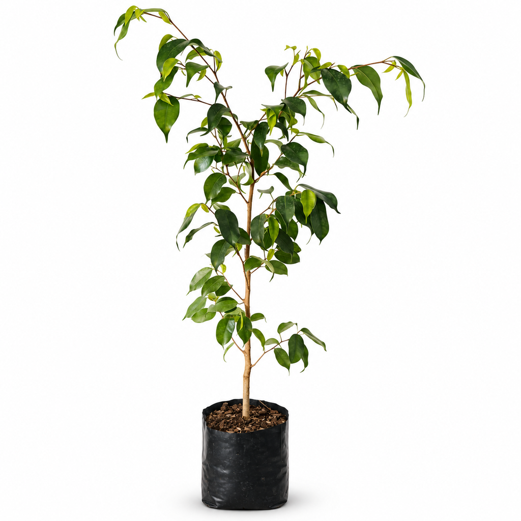 Ficus Benjamina Planta Natural 85 cm