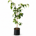 Ficus Benjamina Planta Natural 85 cm