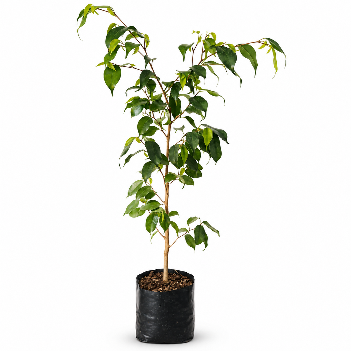 Ficus Benjamina Planta Natural 85 cm