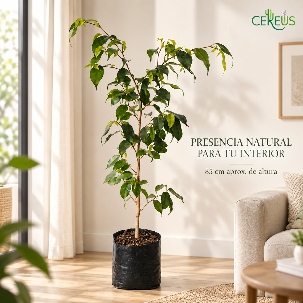 Ficus Benjamina Planta Natural 85 cm