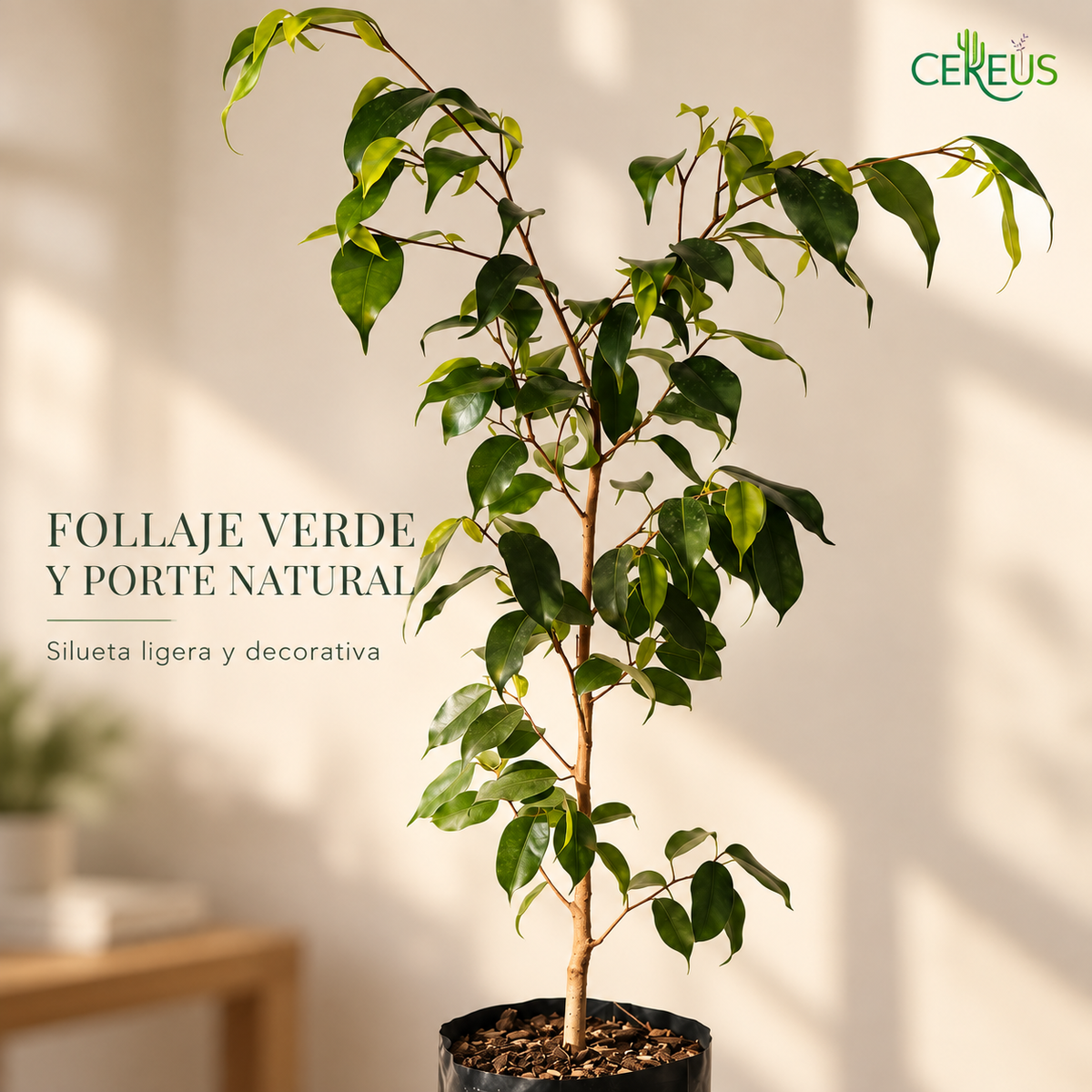 Ficus Benjamina Planta Natural 85 cm
