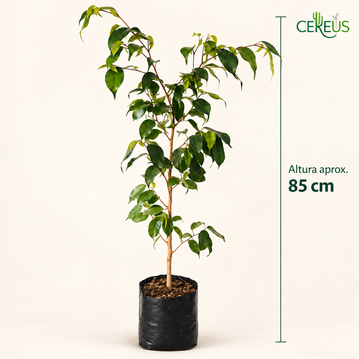 Ficus Benjamina Planta Natural 85 cm