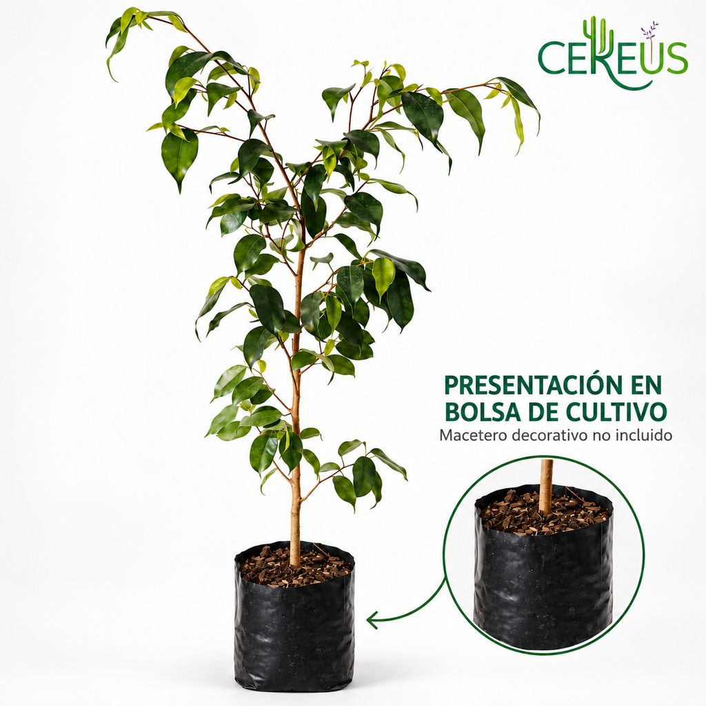 Ficus Benjamina Planta Natural 85 cm