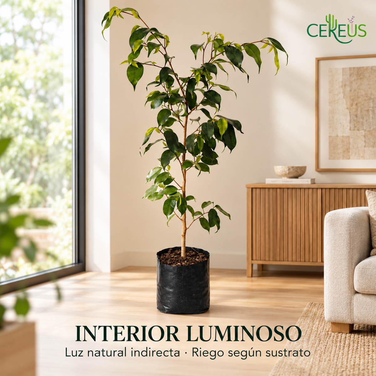 Ficus Benjamina Planta Natural 85 cm