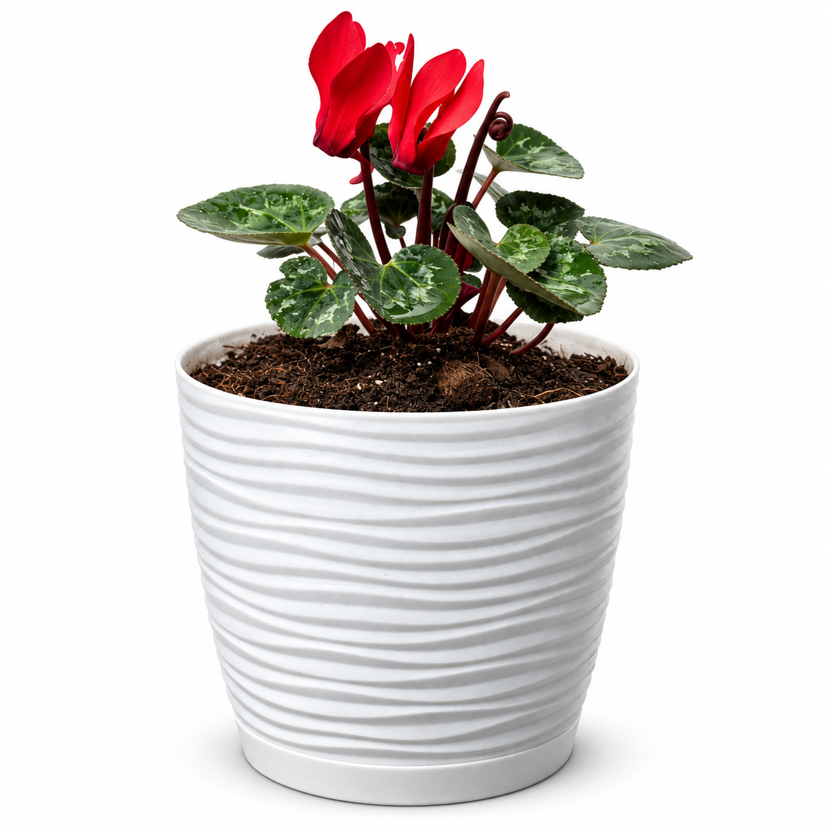 Violeta de Persia Cyclamen con Macetero 20 a 25 cm
