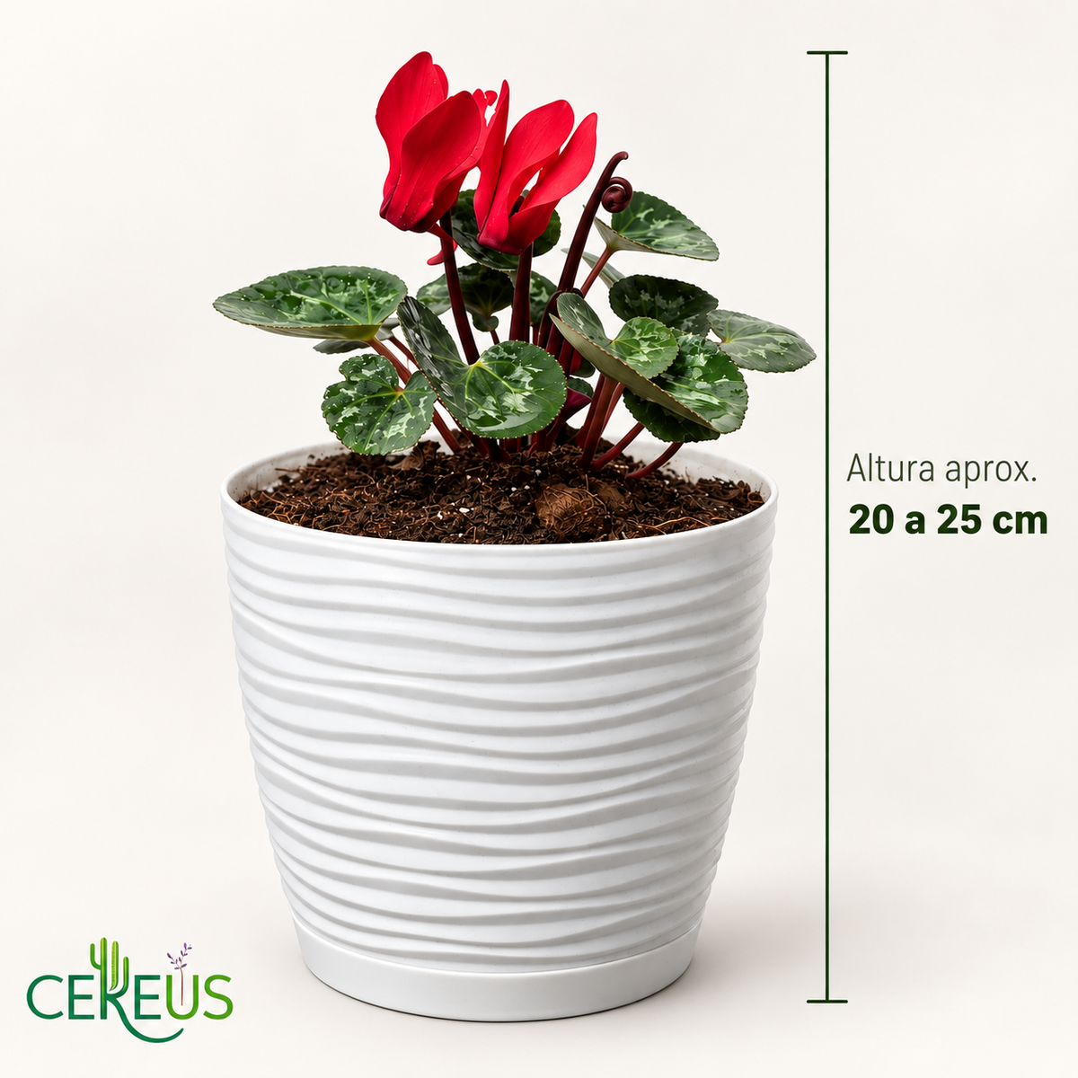 Violeta de Persia Cyclamen con Macetero 20 a 25 cm