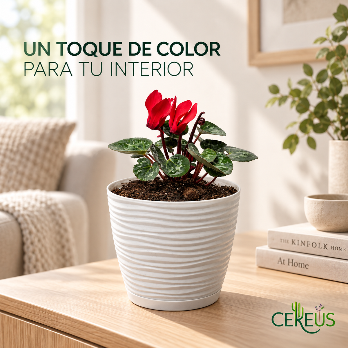Violeta de Persia Cyclamen con Macetero 20 a 25 cm