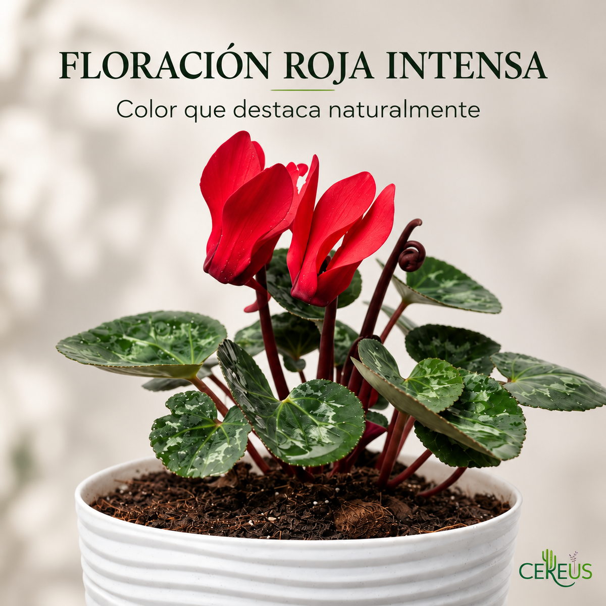 Violeta de Persia Cyclamen con Macetero 20 a 25 cm