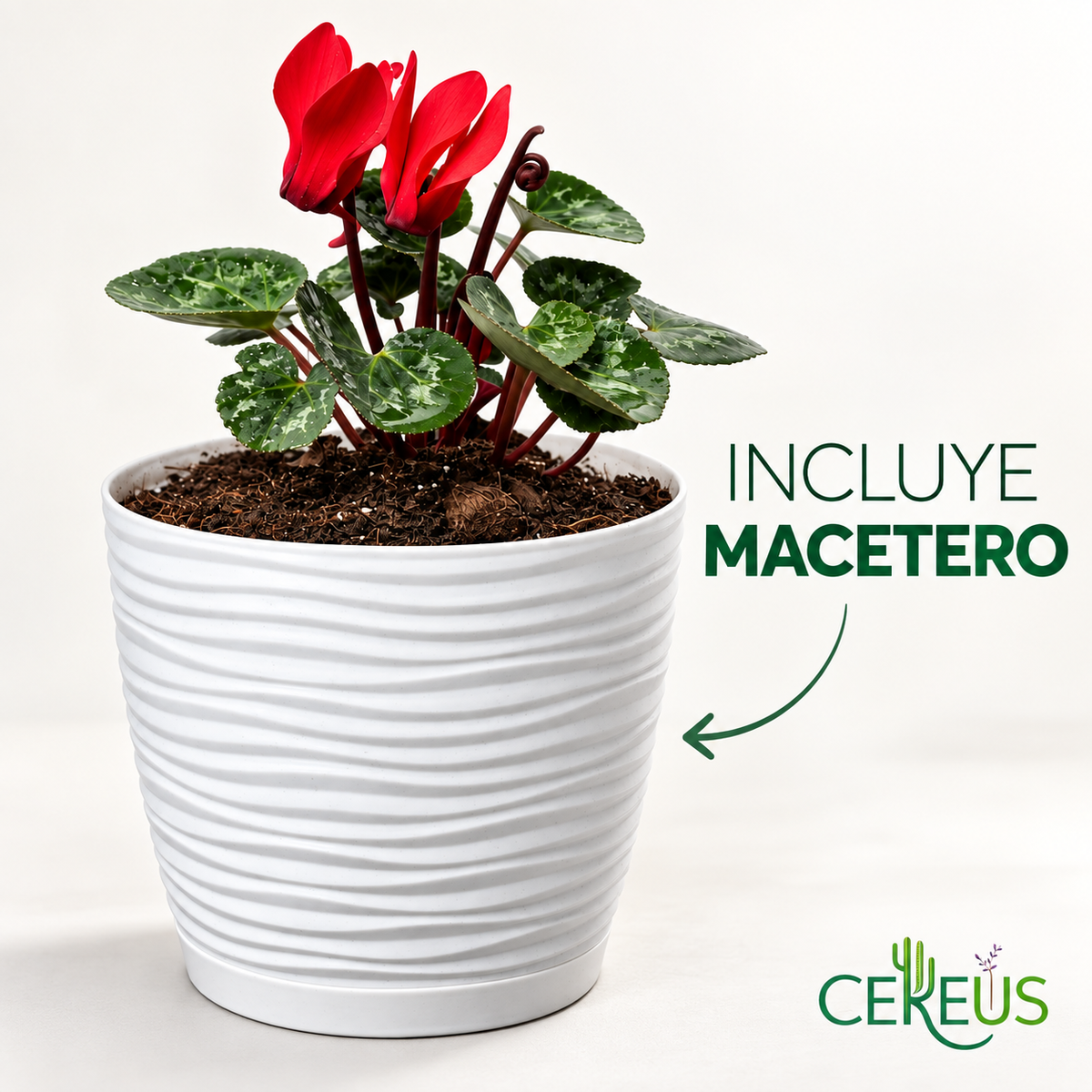 Violeta de Persia Cyclamen con Macetero 20 a 25 cm