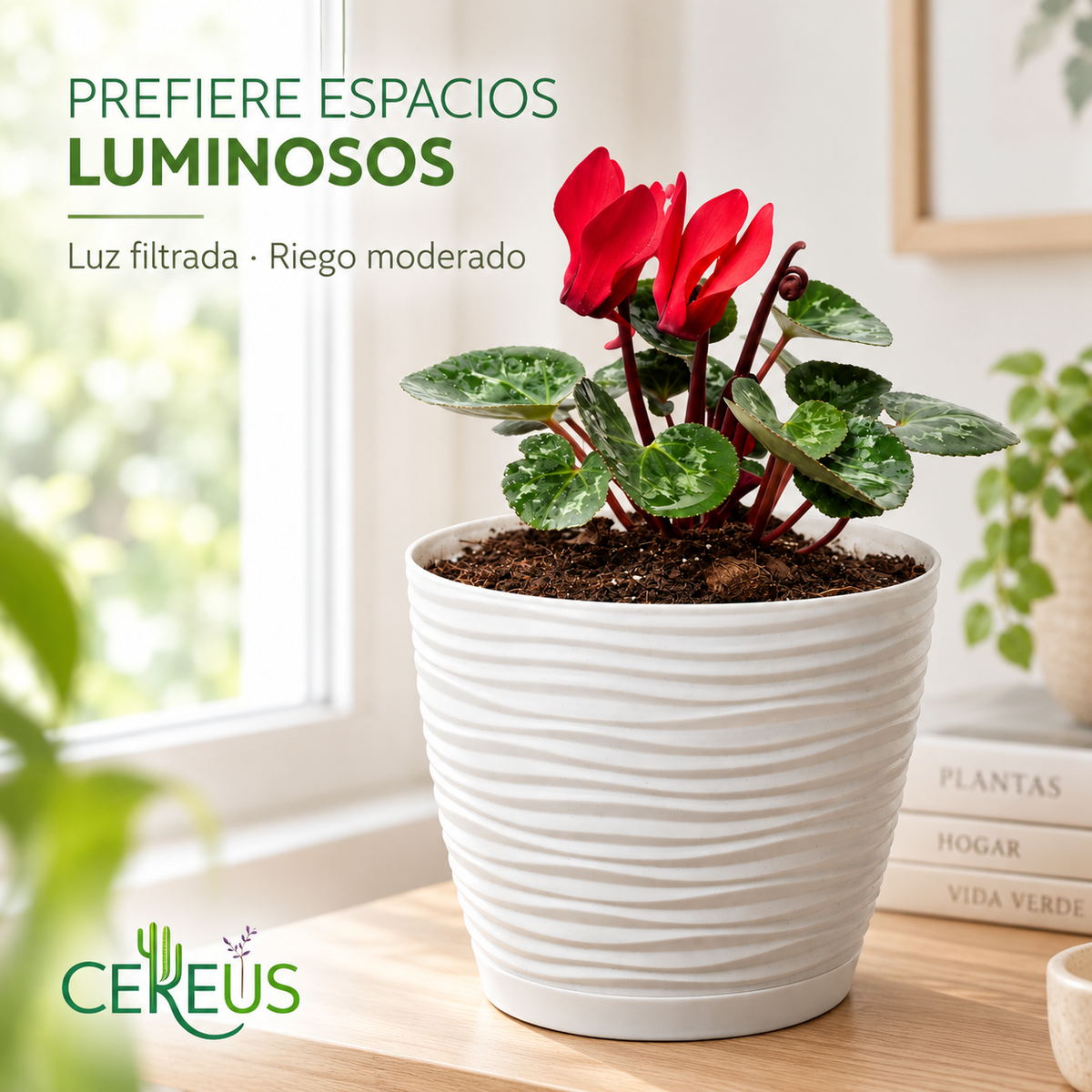 Violeta de Persia Cyclamen con Macetero 20 a 25 cm