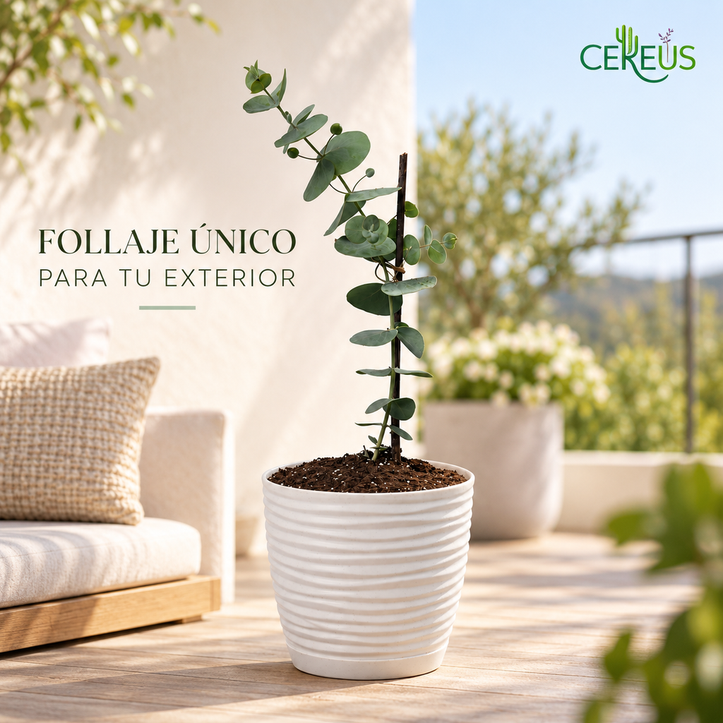 Eucalipto Dólar con Macetero 35 a 45 cm