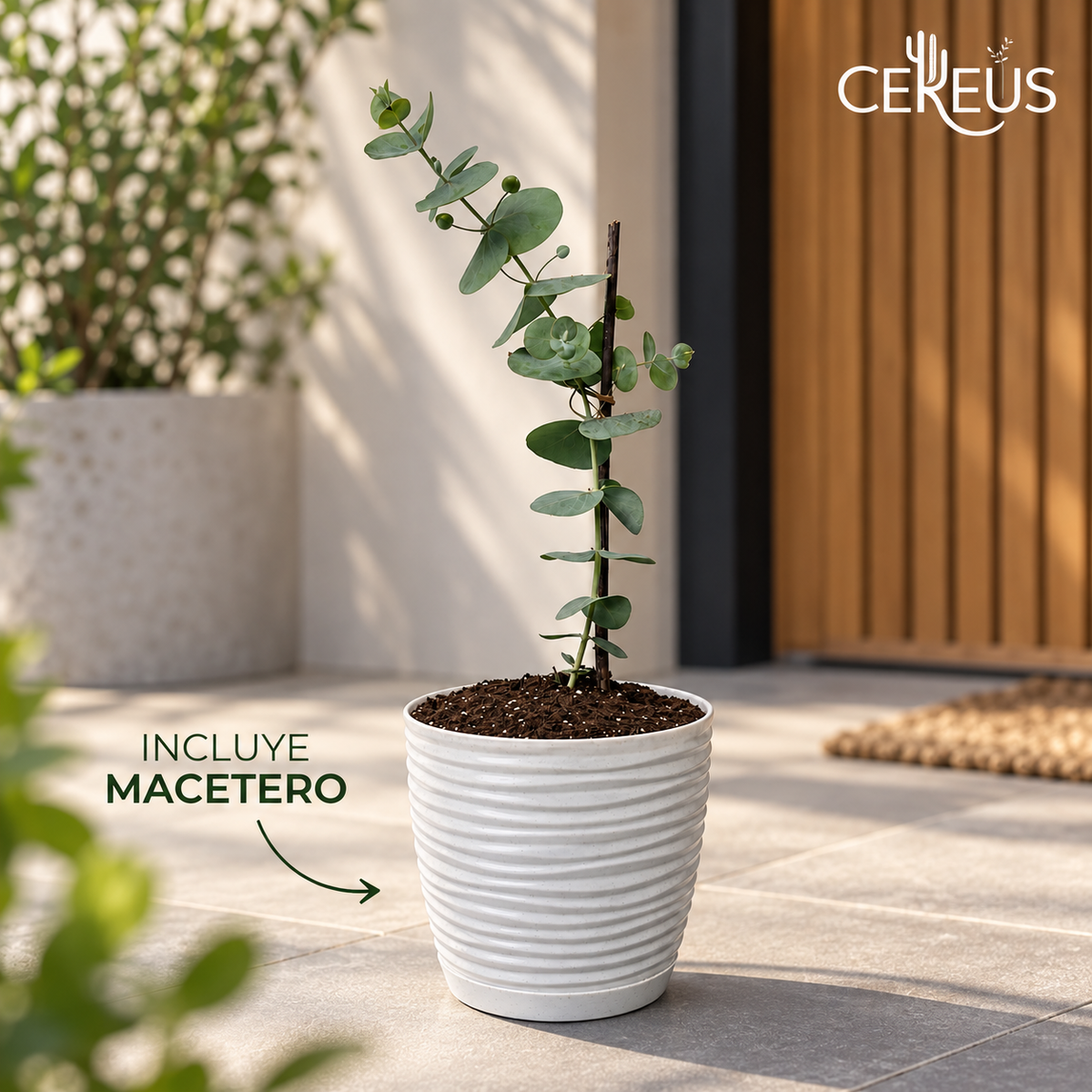 Eucalipto Dólar con Macetero 35 a 45 cm