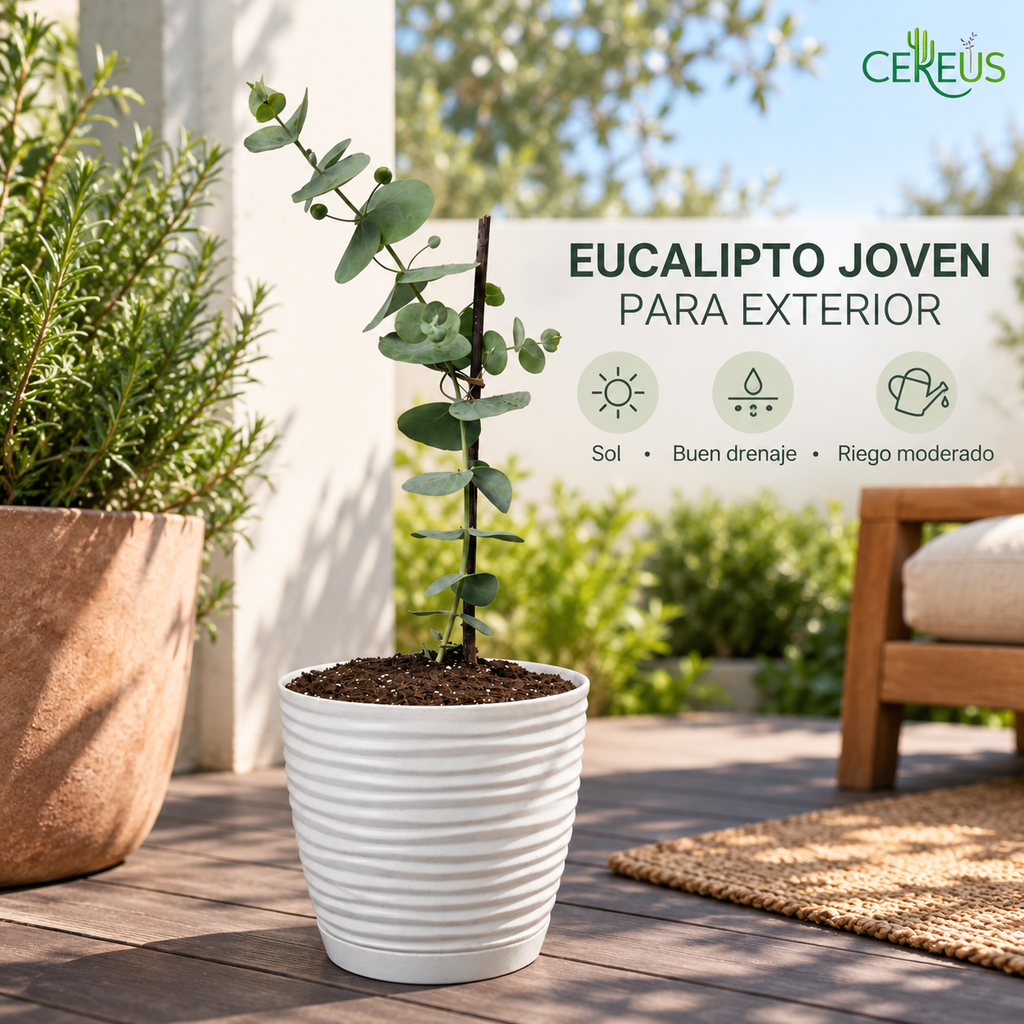 Eucalipto Dólar con Macetero 35 a 45 cm
