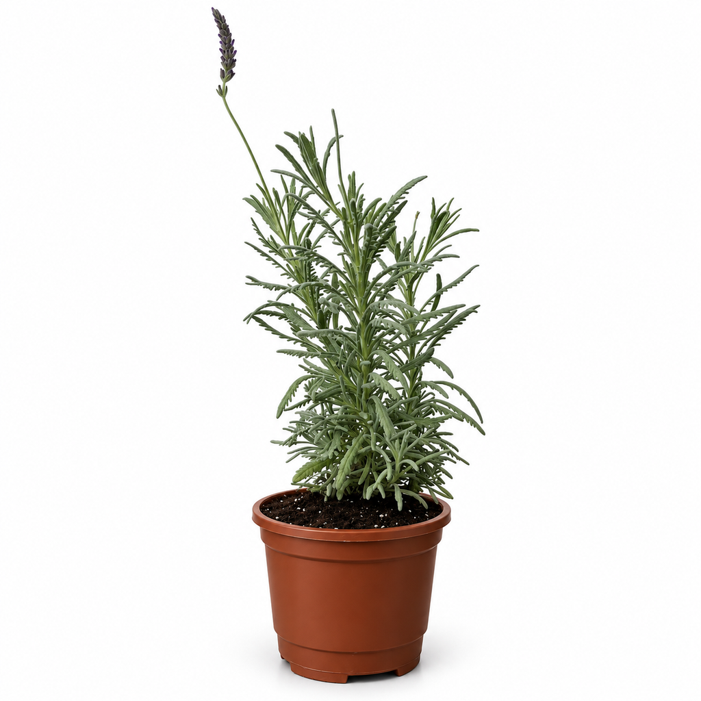 Lavanda Híbrida con Macetero 30 a 40 cm