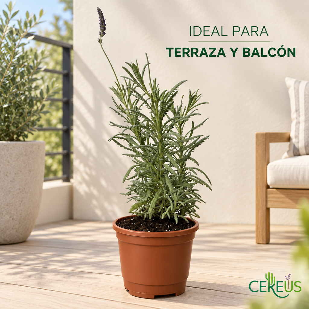 Lavanda Híbrida con Macetero 30 a 40 cm