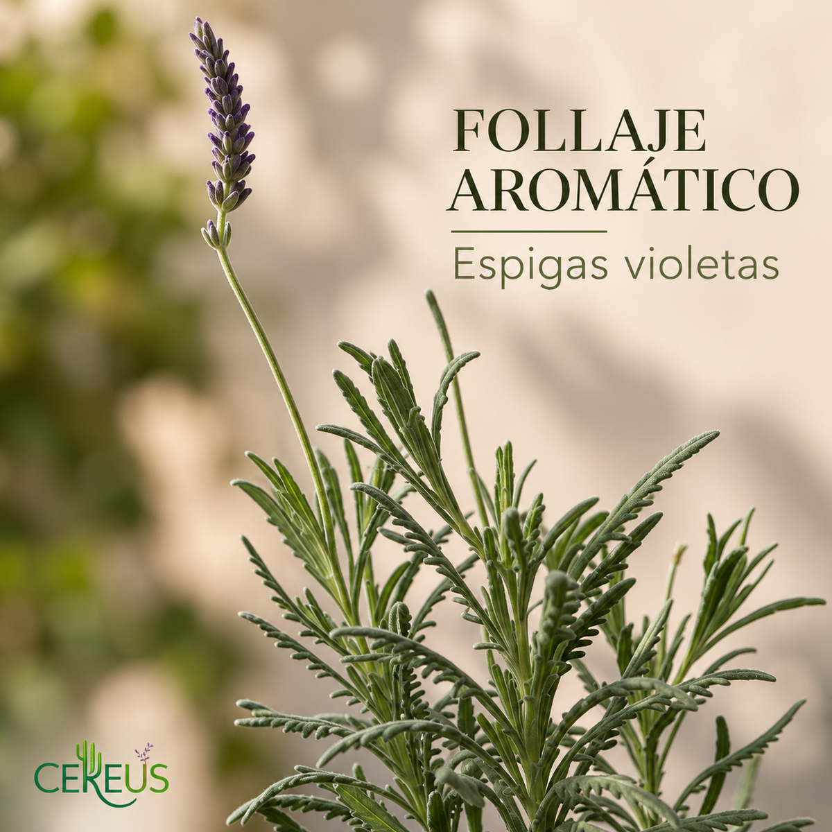 Lavanda Híbrida con Macetero 30 a 40 cm