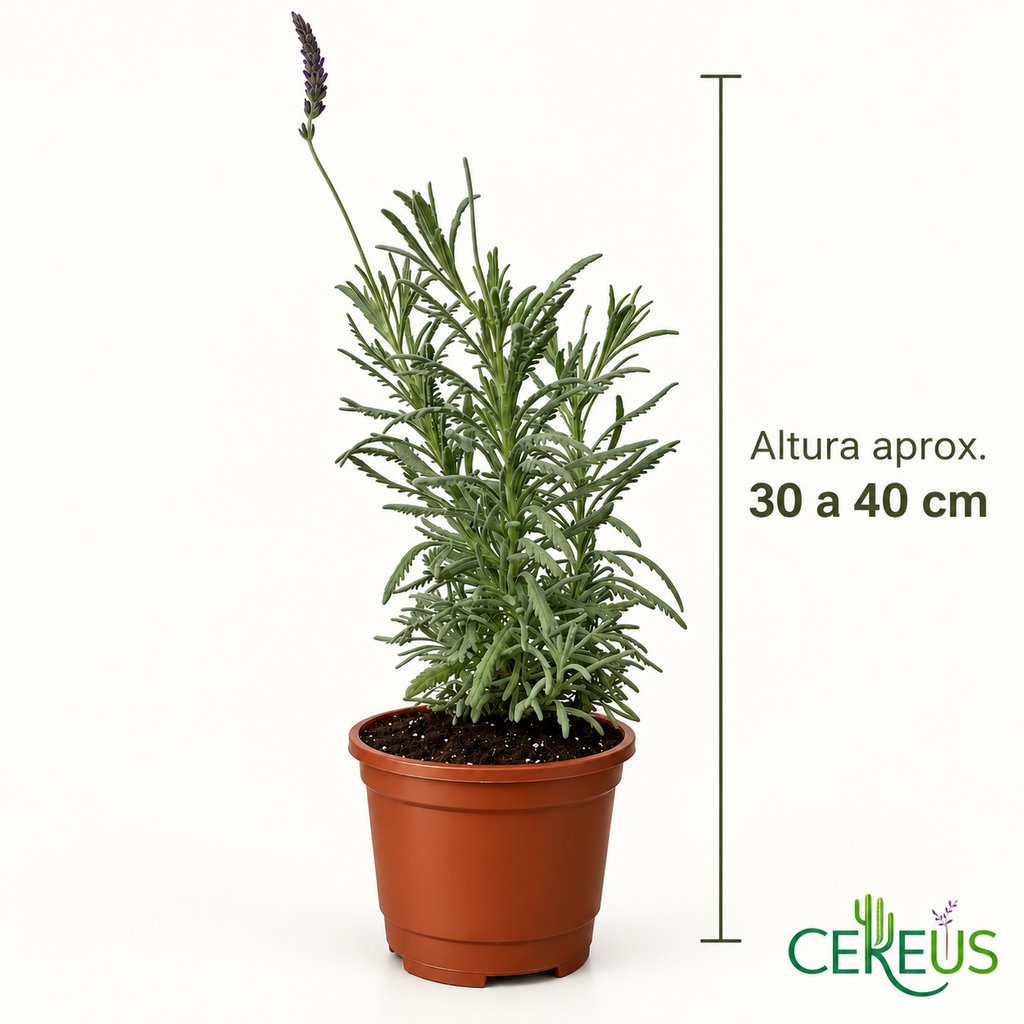 Lavanda Híbrida con Macetero 30 a 40 cm