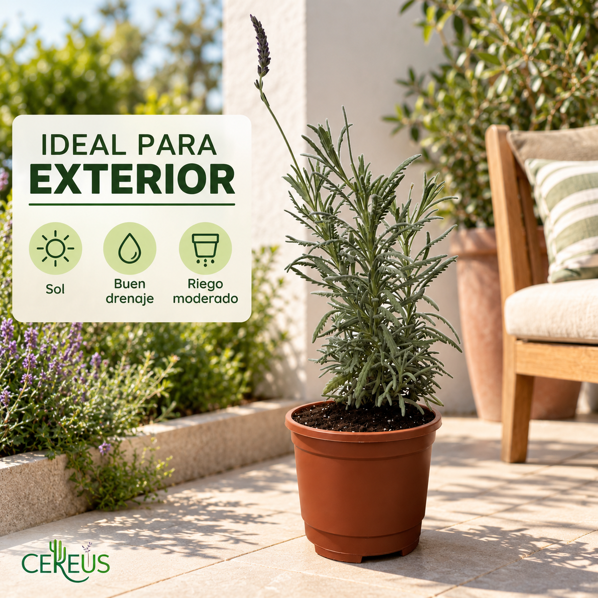 Lavanda Híbrida con Macetero 30 a 40 cm