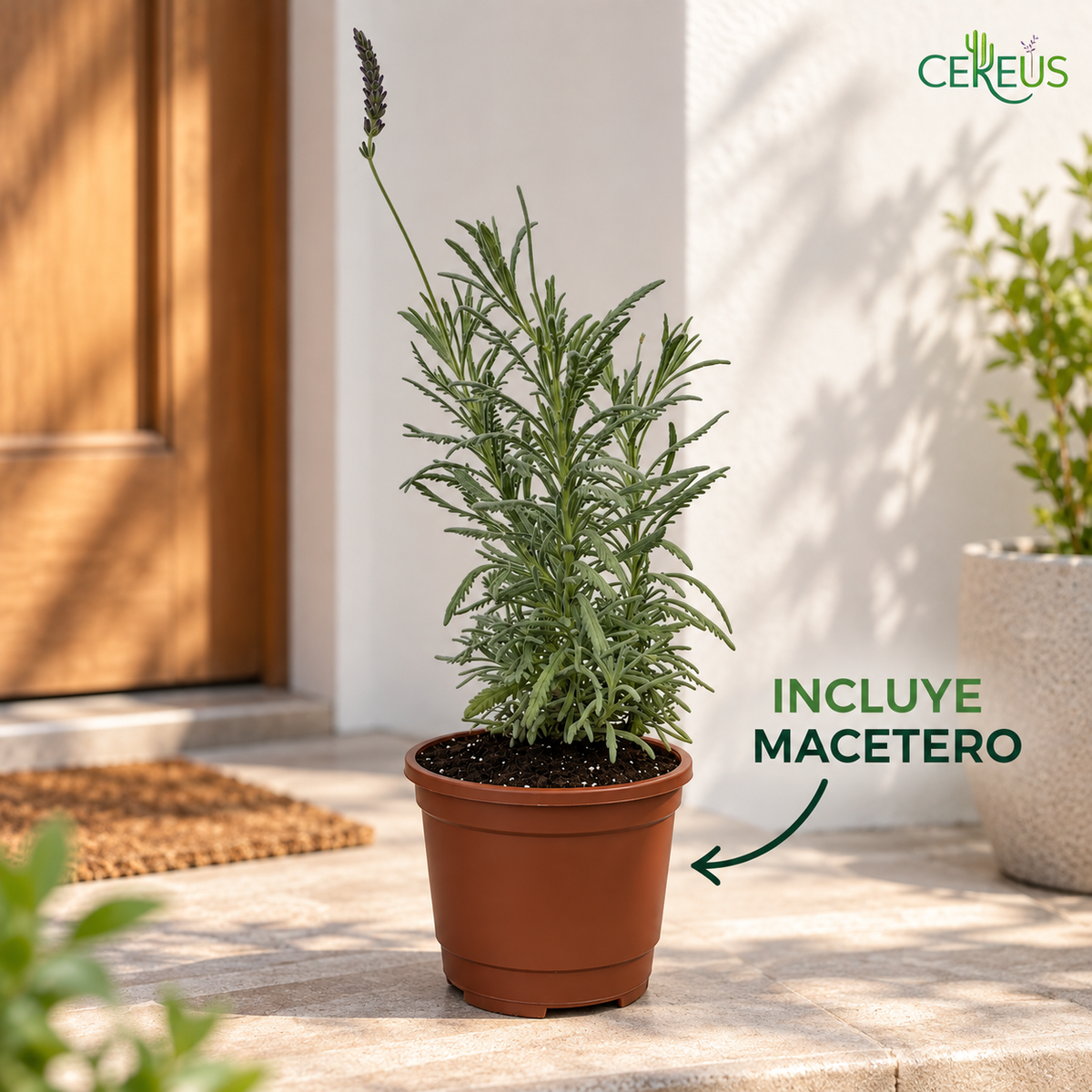 Lavanda Híbrida con Macetero 30 a 40 cm