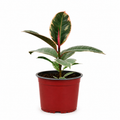 Ficus Ruby Variegado de Interior 25 a 35 cm incluye macetero