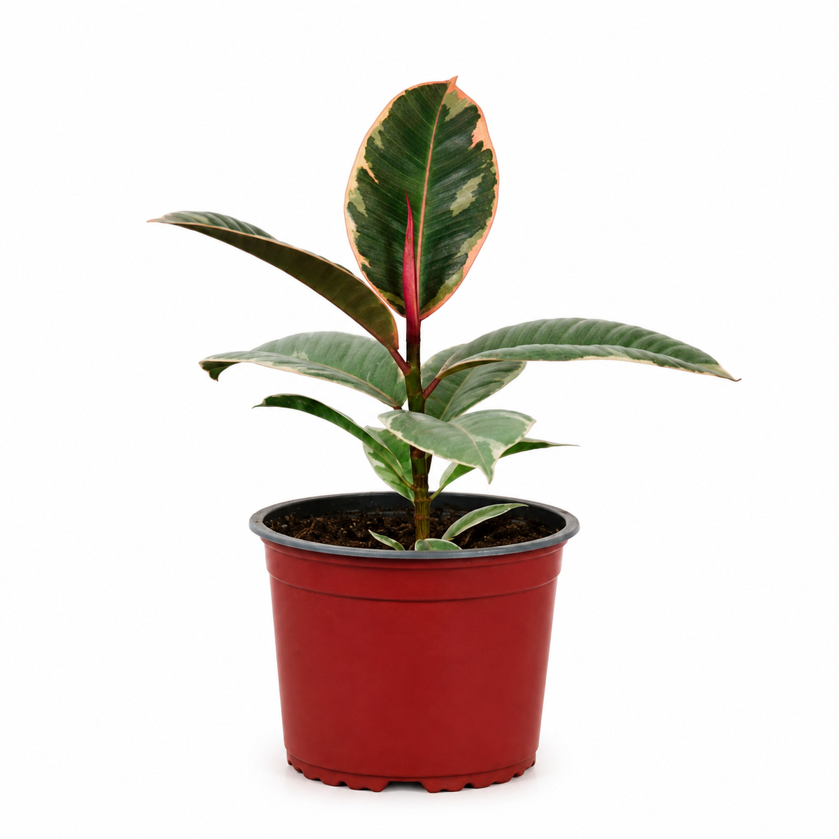 Ficus Ruby Variegado de Interior 25 a 35 cm incluye macetero