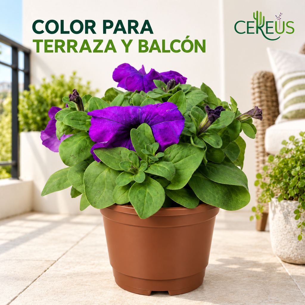 Petunia Híbrida Con Macetero 15 A 25 Cm